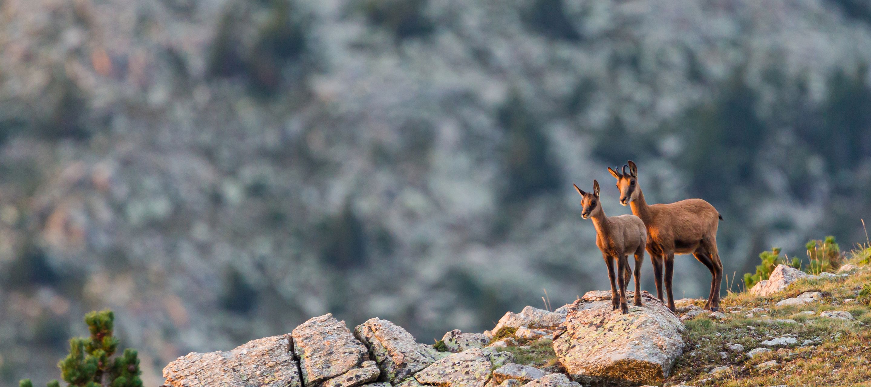 L’Isard se différencie du chamois par sa plus petite taille, ses écharpes noires et blanches en hiver et sa rousseur en été. Il est le symbole de l’animal montagnard, capable de courses et de dénivelés impressionnants.