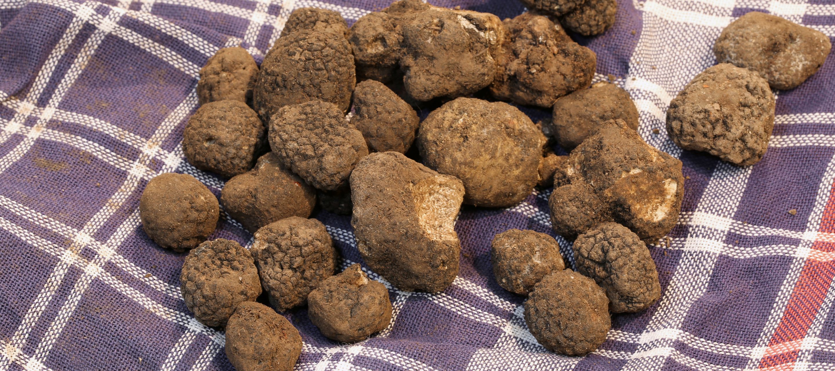 Der goldene Pilz aus der Toskana