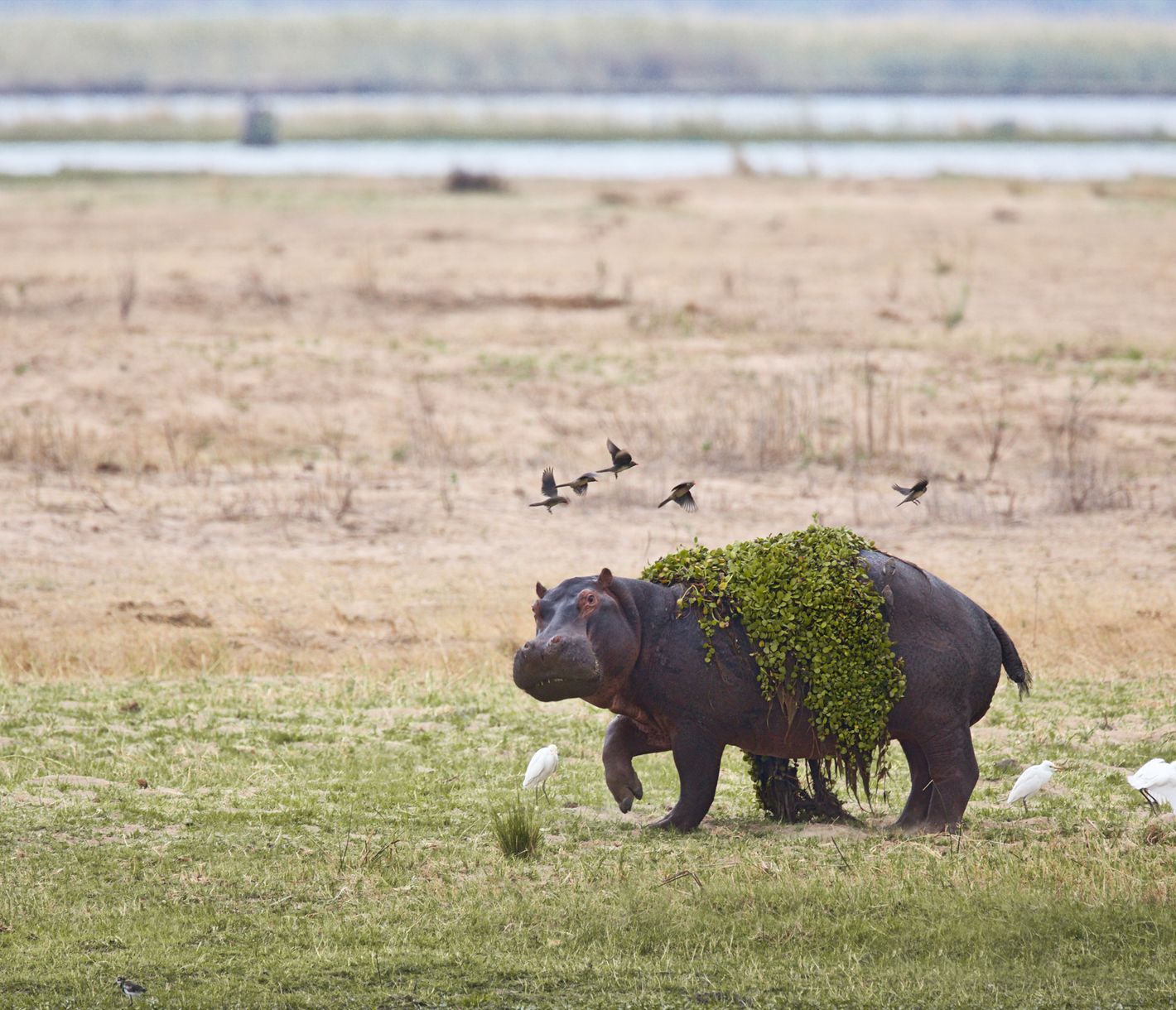 Ein Flusspferd steigt frisch aus dem kühlen Nass des Flusses