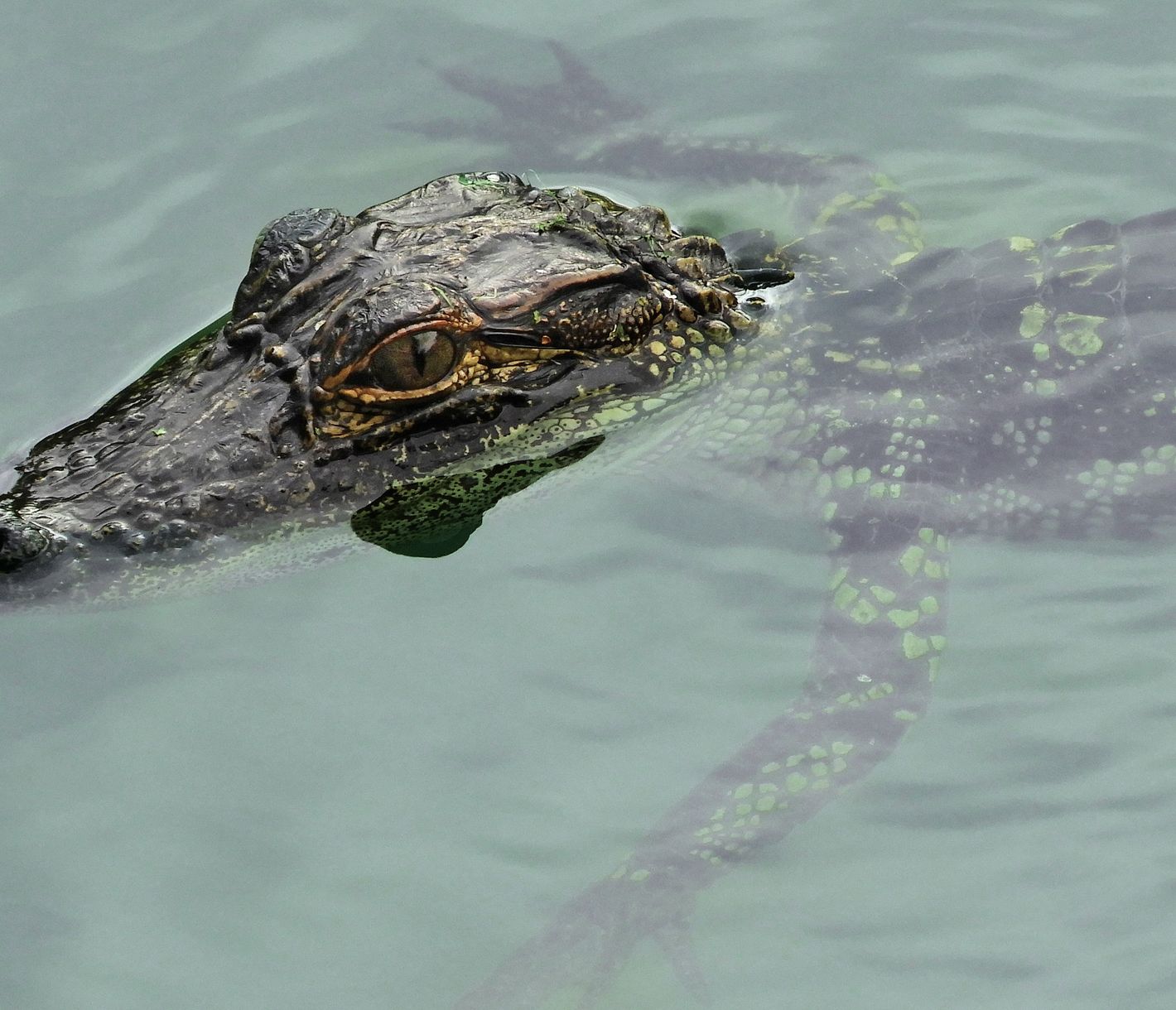 Die vielen Sümpfe und Teiche auf Jekyll Island bieten Lebensraum für zahlreiche Tiere.