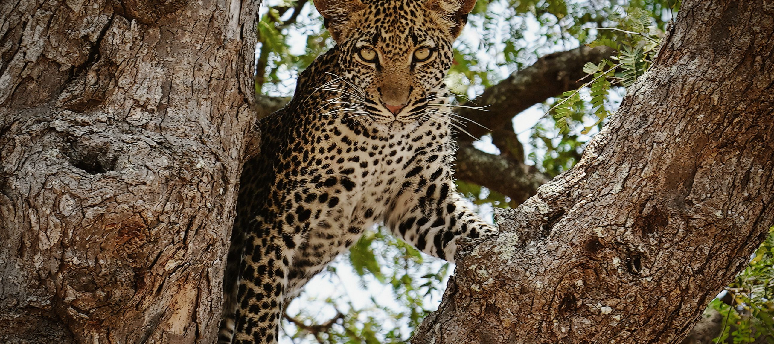 Ein Leopard beobachtet von einem Baum sein Revier im Mikumi-Nationalpark.