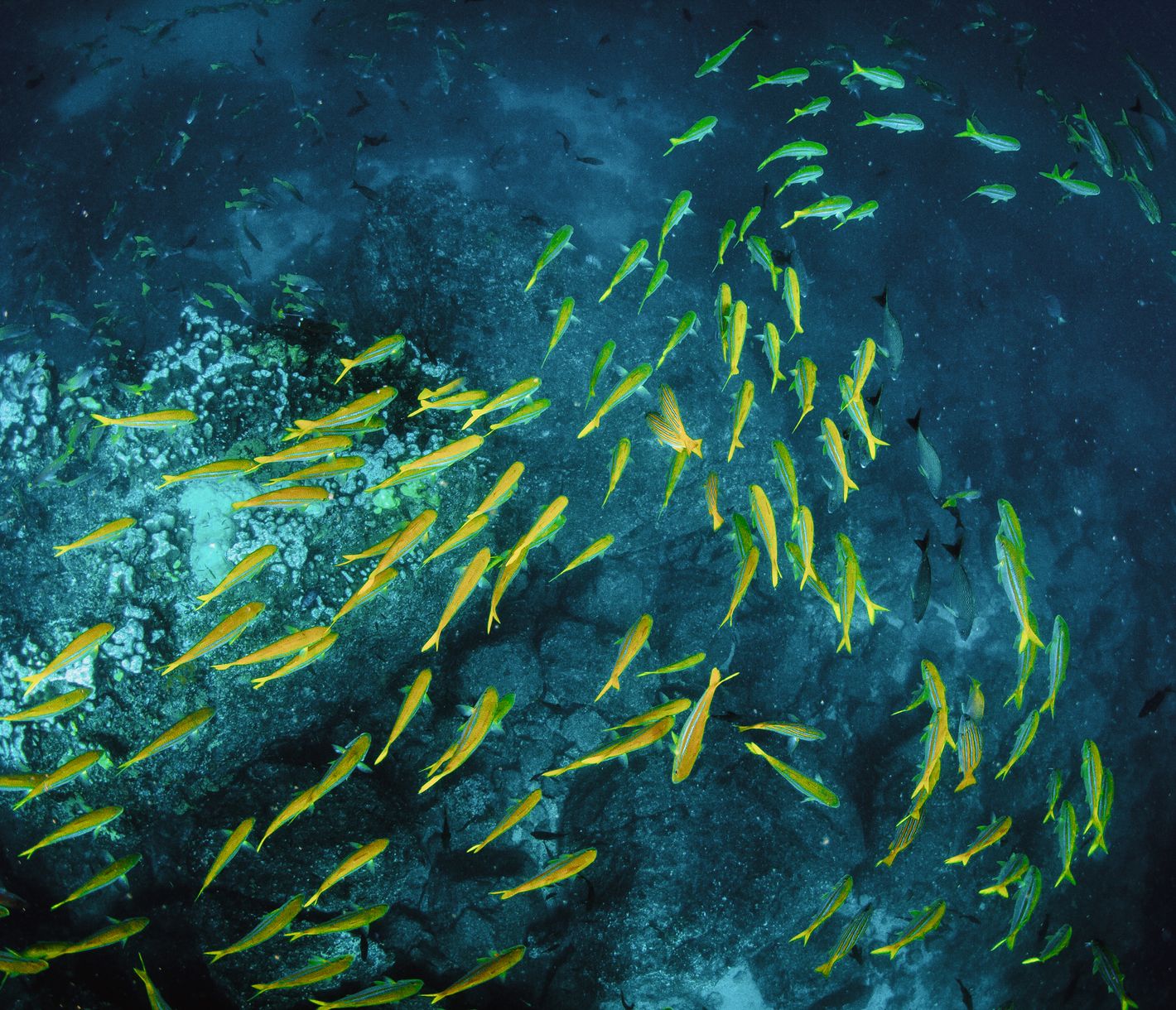 Farbenfrohe Unterwasserwelt