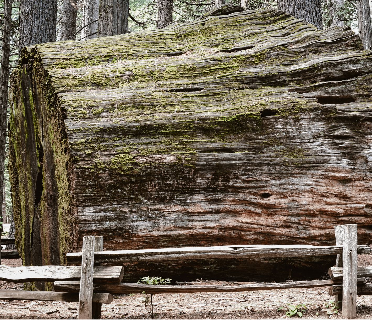 Ausgestellter Teil eines Mammutbaums im Calaveras Big Trees State Park
