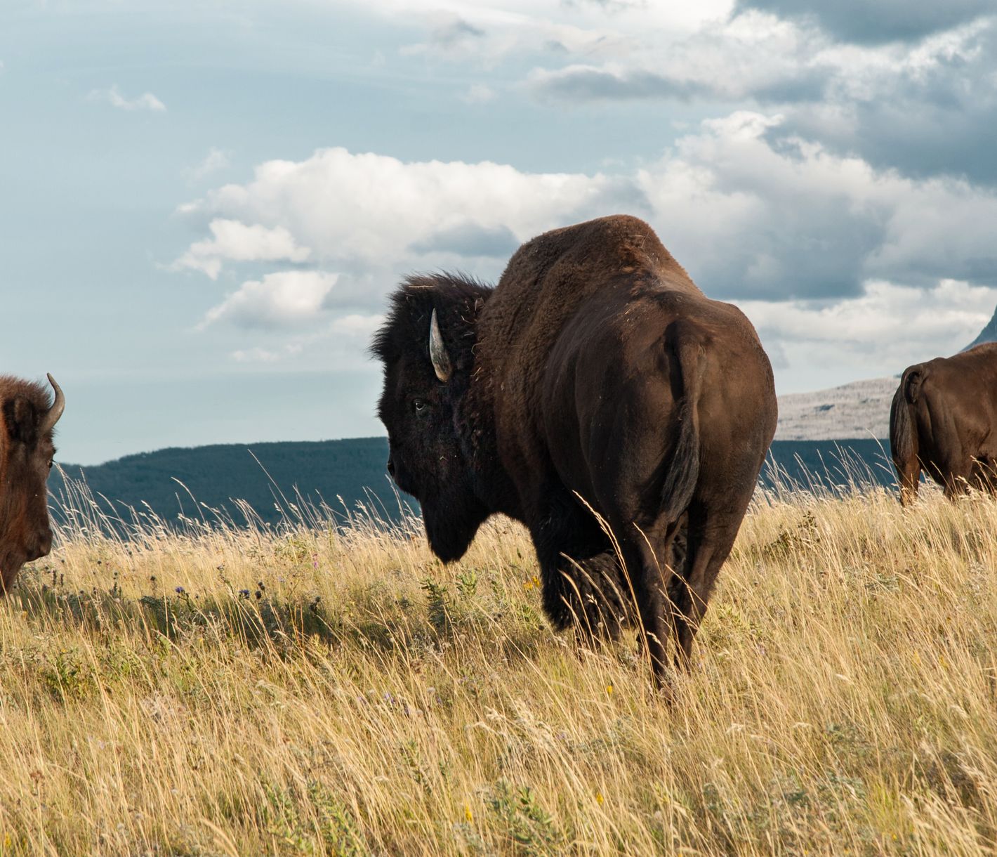 Bison Paddock Loop (Nahaufnahme)