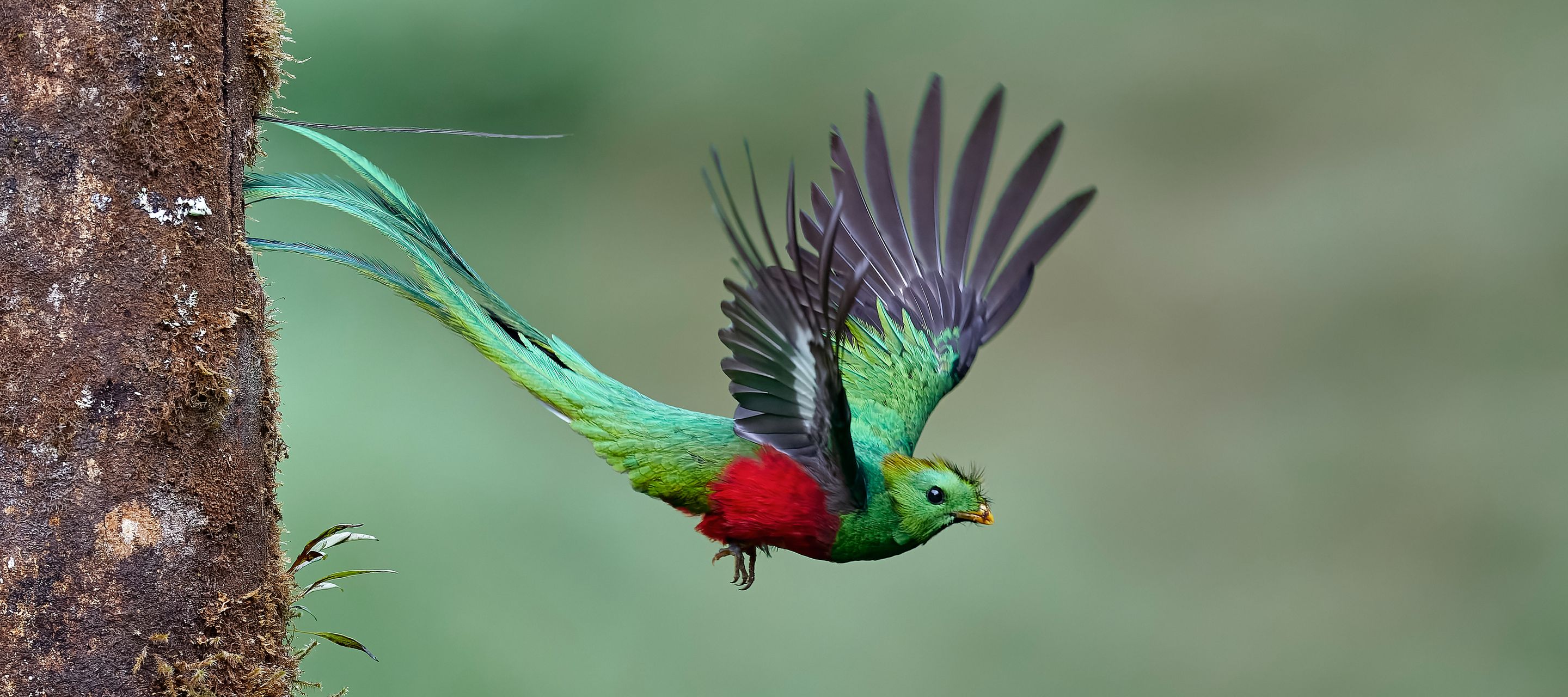 A la recherche du légendaire oiseau divin : le quetzal