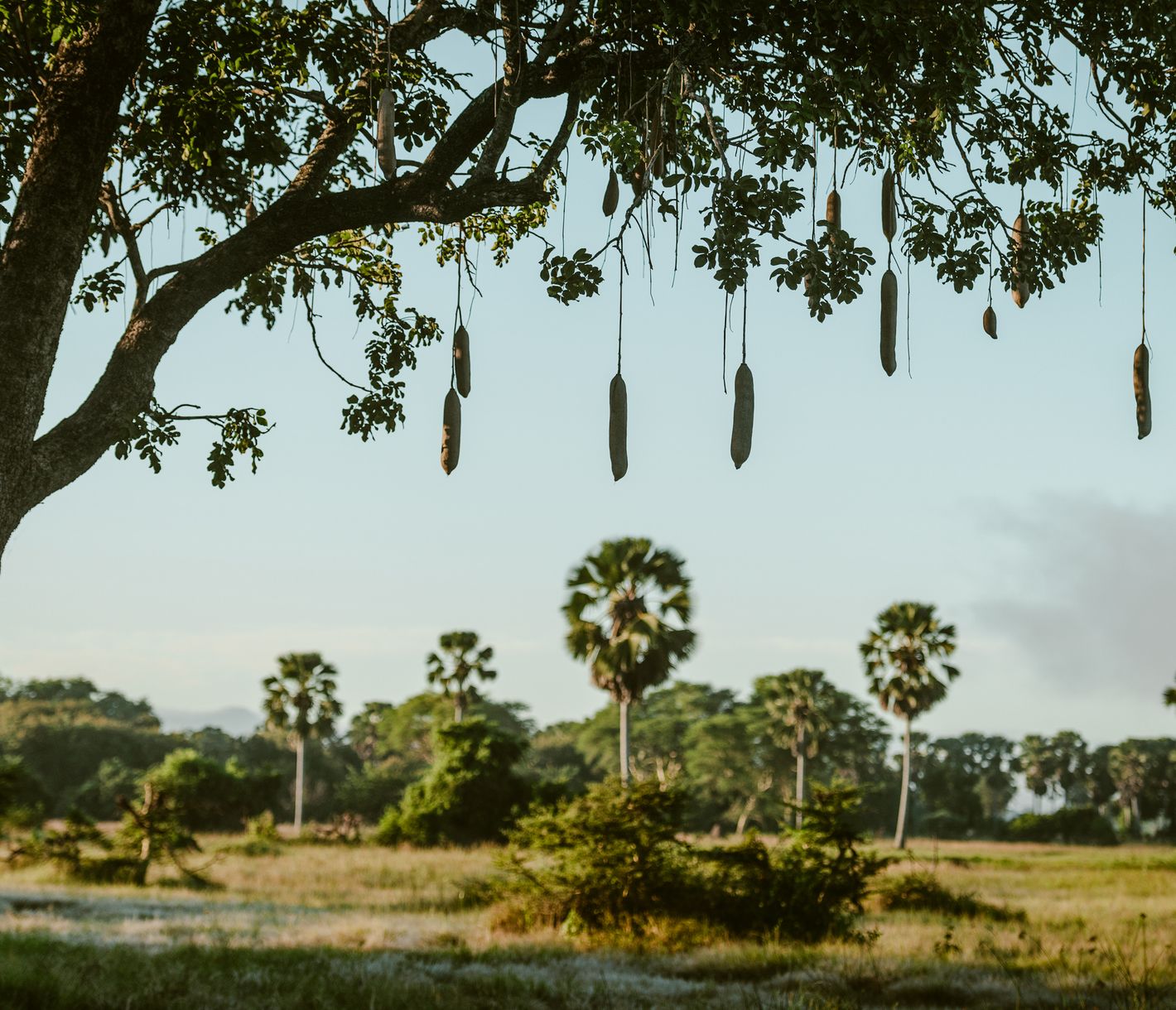Die Früchte des «Sausage Trees» sehen aus wie hängende Salami-Würste.