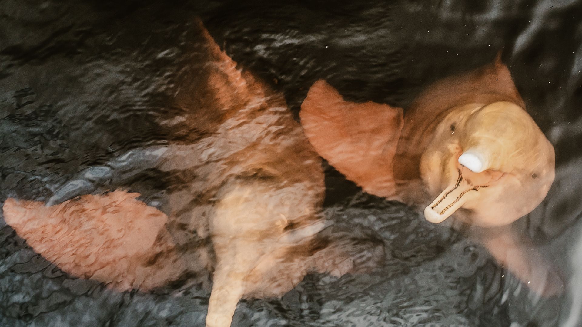 A la rencontre des dauphins roses d'Amazonie