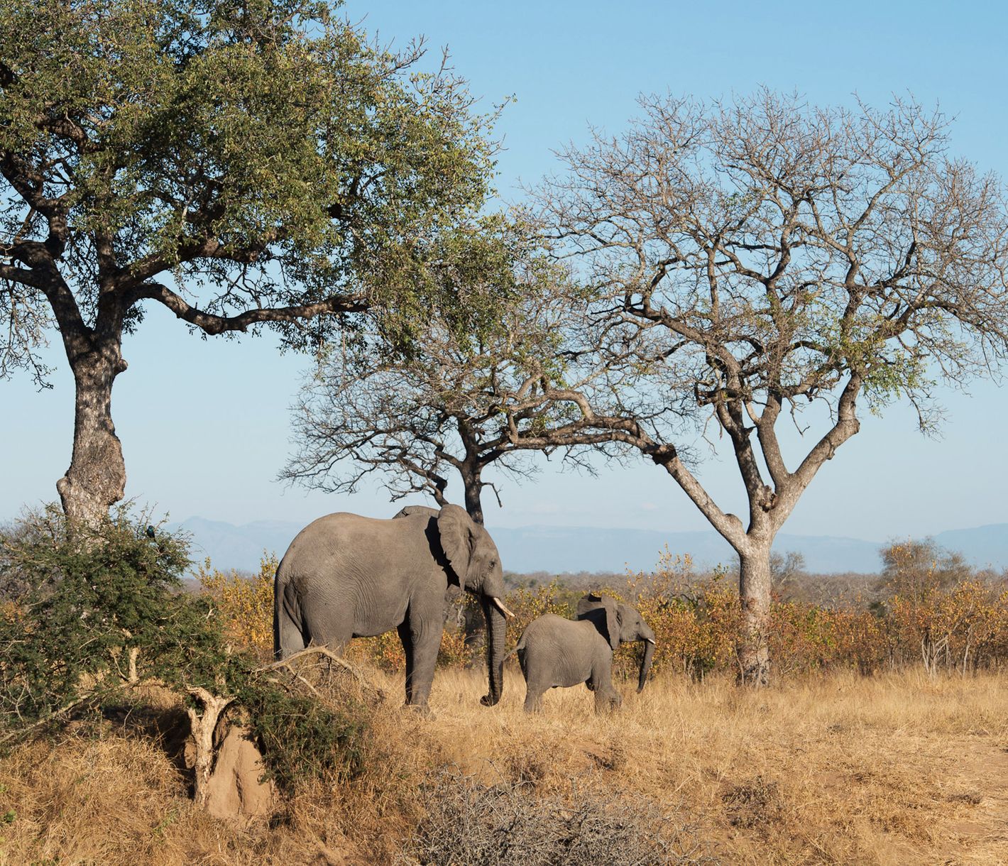 Elefantenkuh mit ihrem Jungtier im Manyaleti Game Reserve
