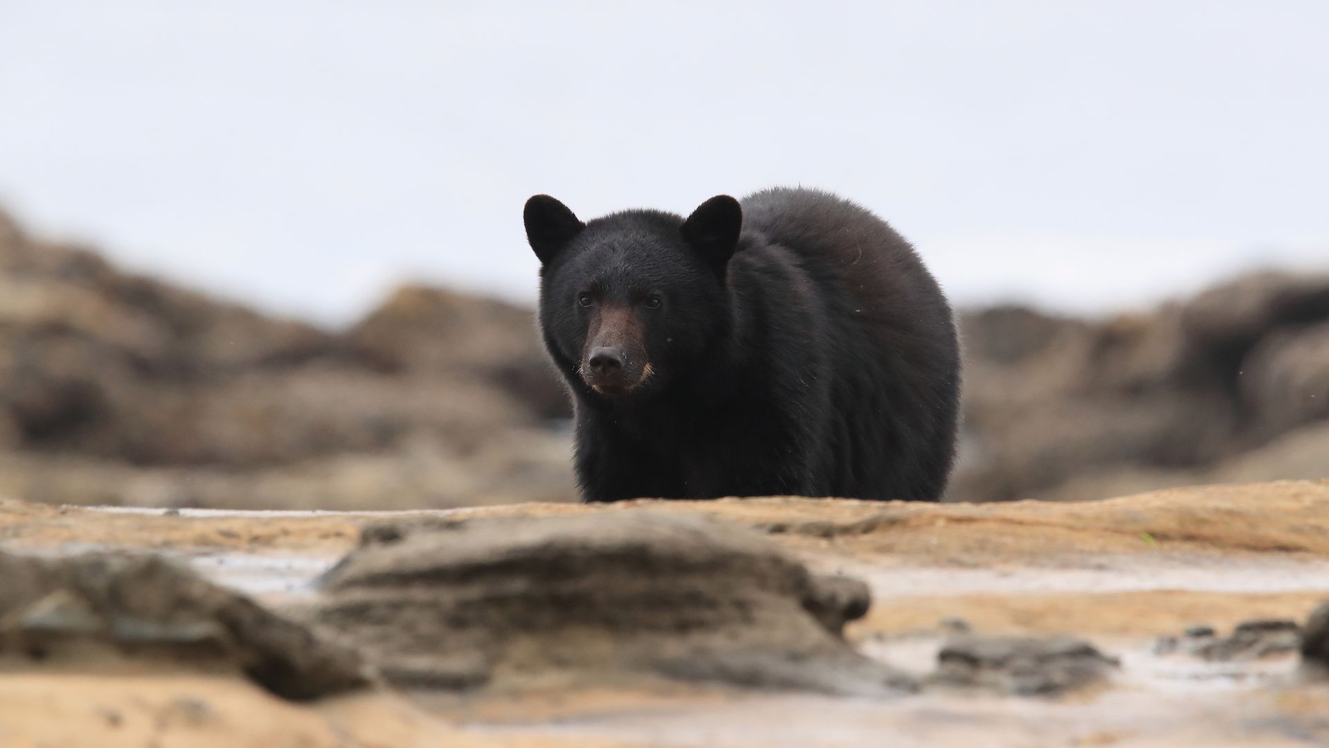 Un ours noir à la chasse aux crabes.