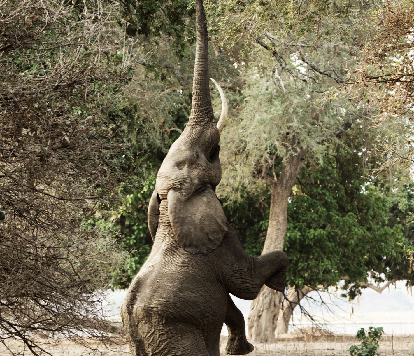 Un éléphant se dresse sur ses pattes arrière pour atteindre de succulentes feuilles