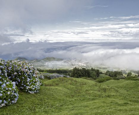 Blaue Hortensienhecken säumen Weiden und Strassen auf São Miguel.