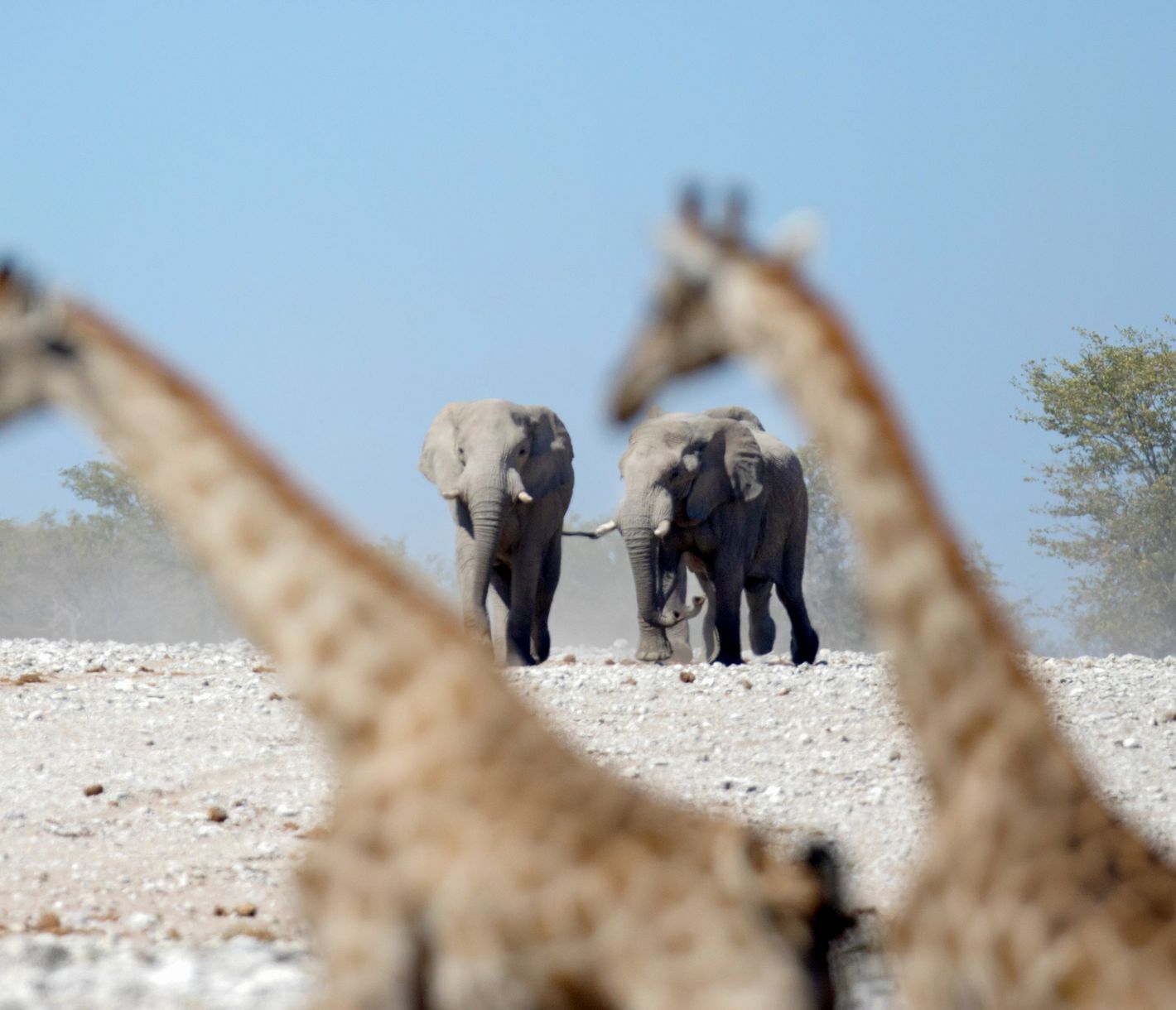 Etosha, refuge de la vie sauvage de la Namibie