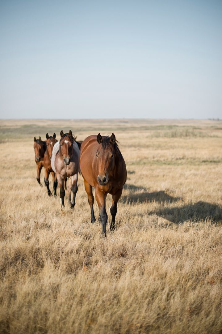 Pferde in Saskatchewan