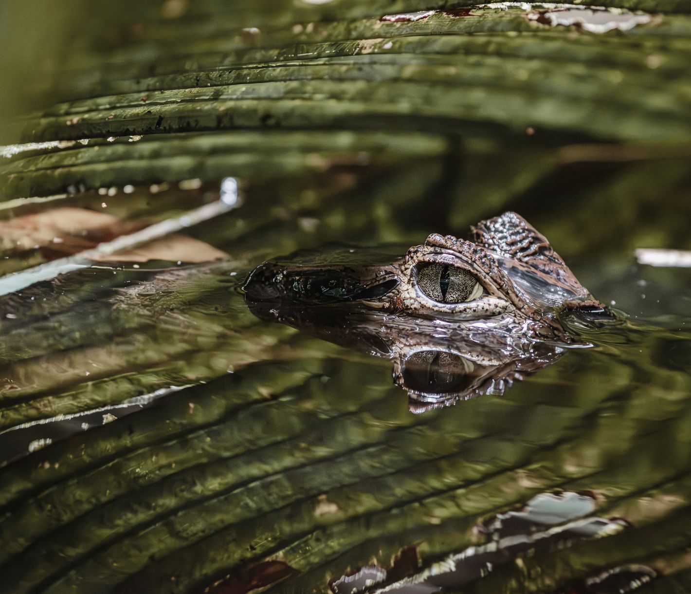 Beeindruckende Flora und Fauna.