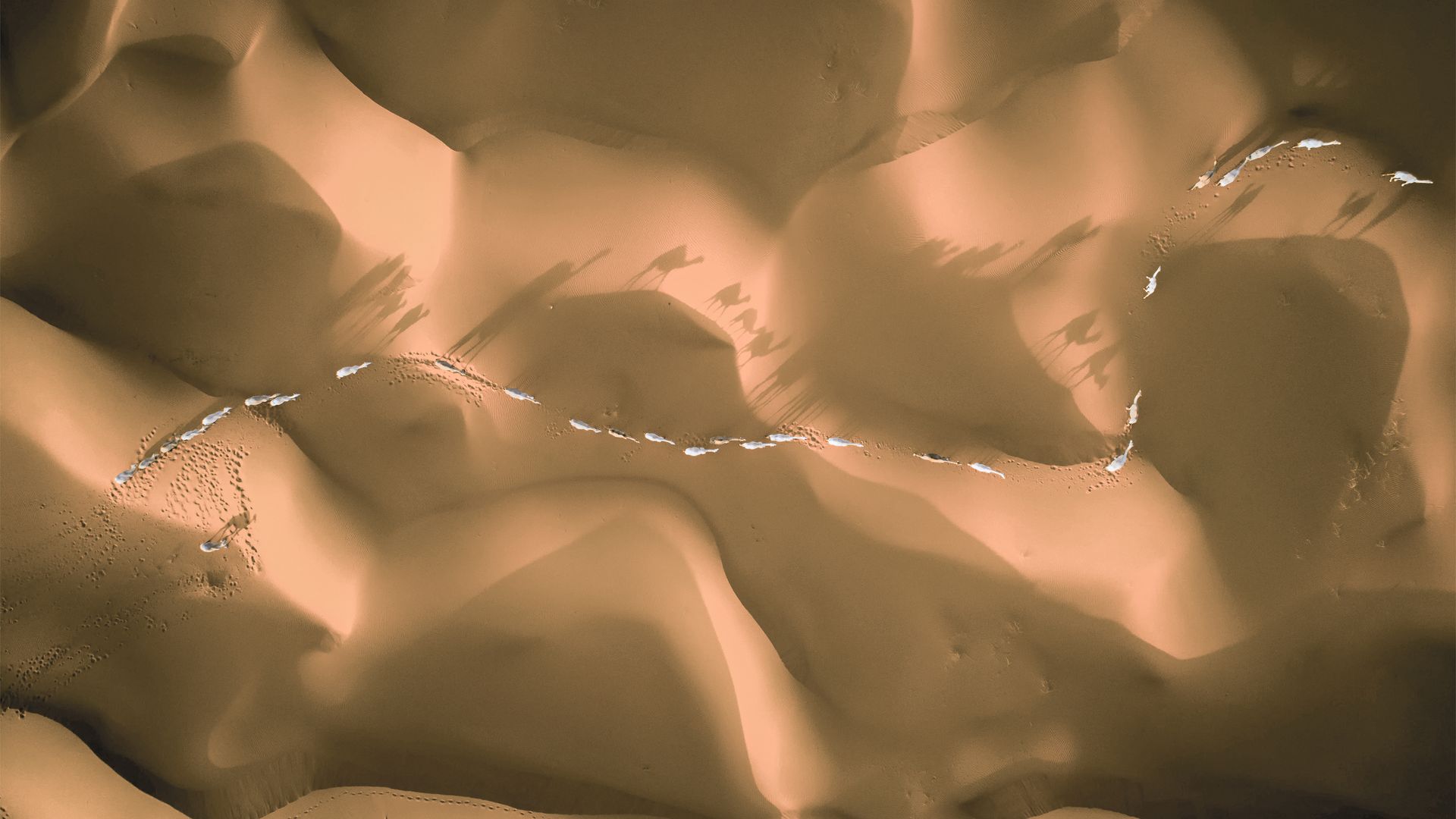 Eine Herde Kamele auf Wanderung in der Nähe von Riad