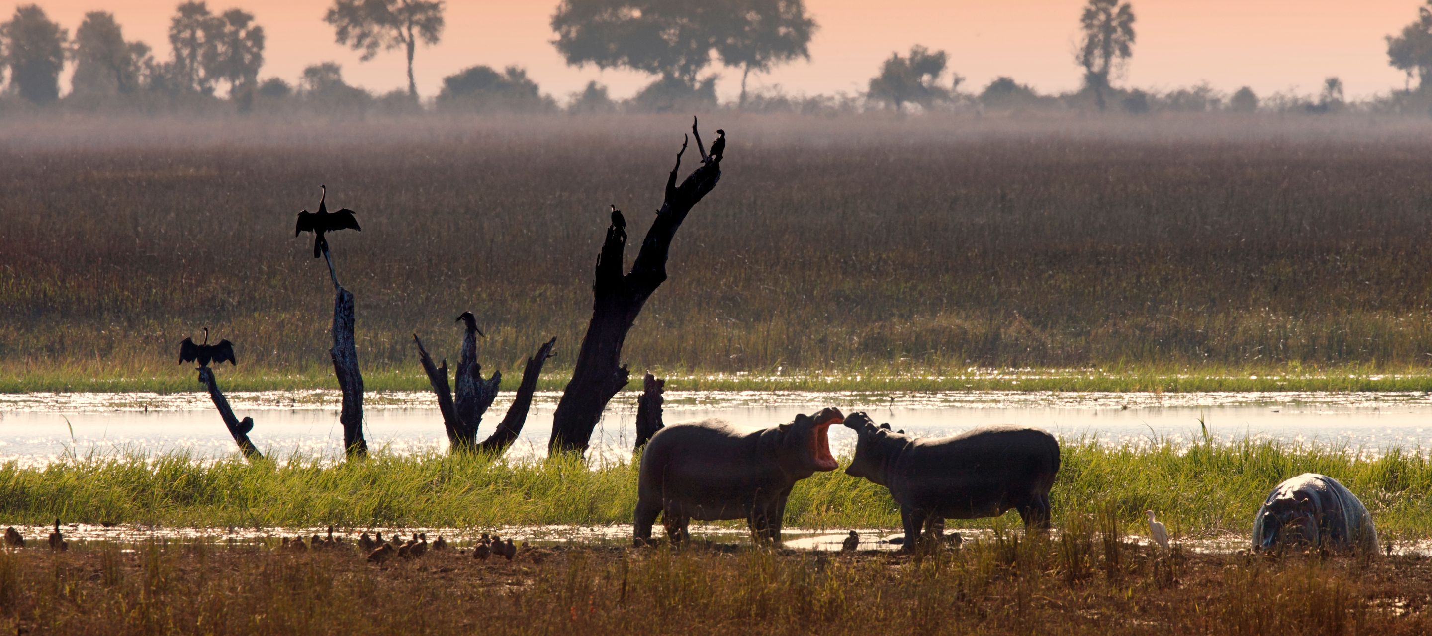 Zwei Flusspferde am Chobe-Fluss bei Revierkämpfen