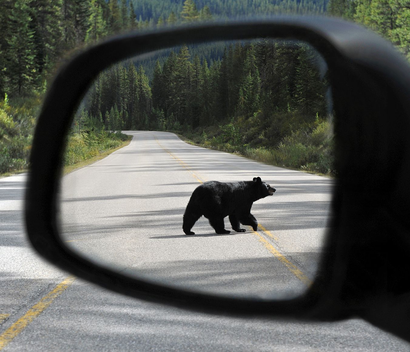 Wenn nicht nur Fahrzeuge die Strasse kreuzen
