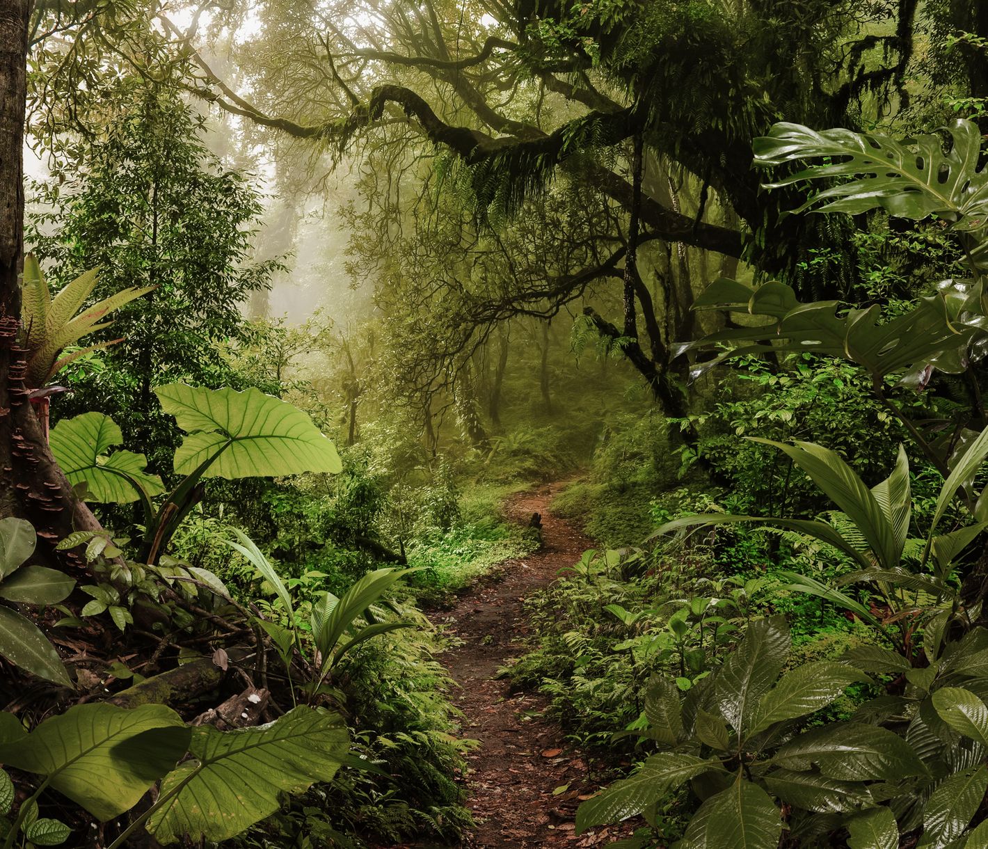 Wanderung durch den Dschungel