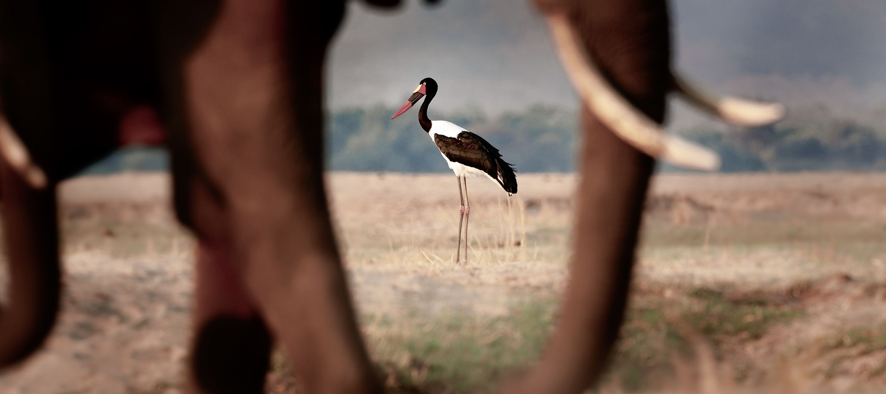 Sattelschnabelstorch durch die Silhouette eines Elefanten