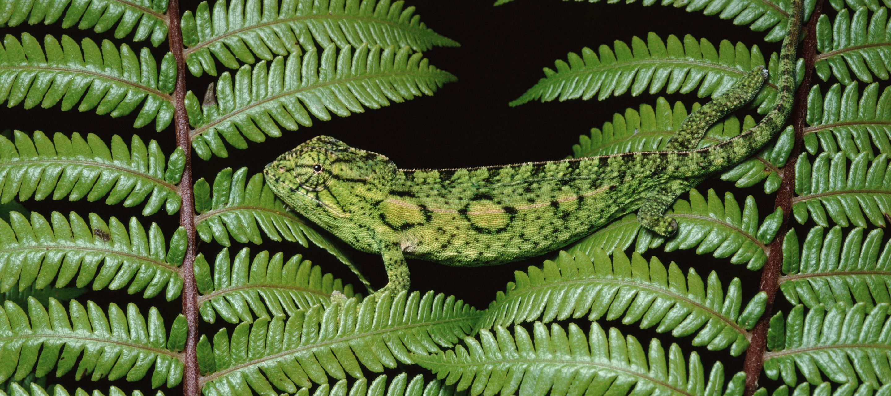 Un caméléon parfaitement camouflé entre deux feuilles dans le parc national de Ranomafana