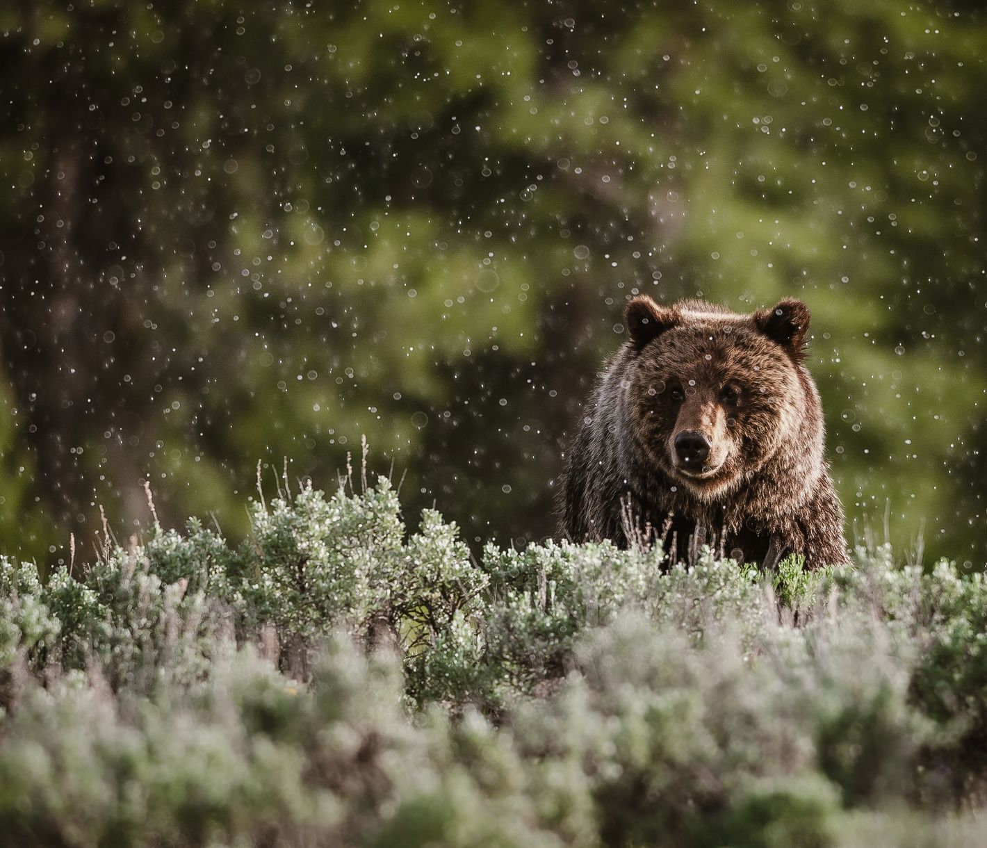 Grizzlybär im Glacier Nationalpark