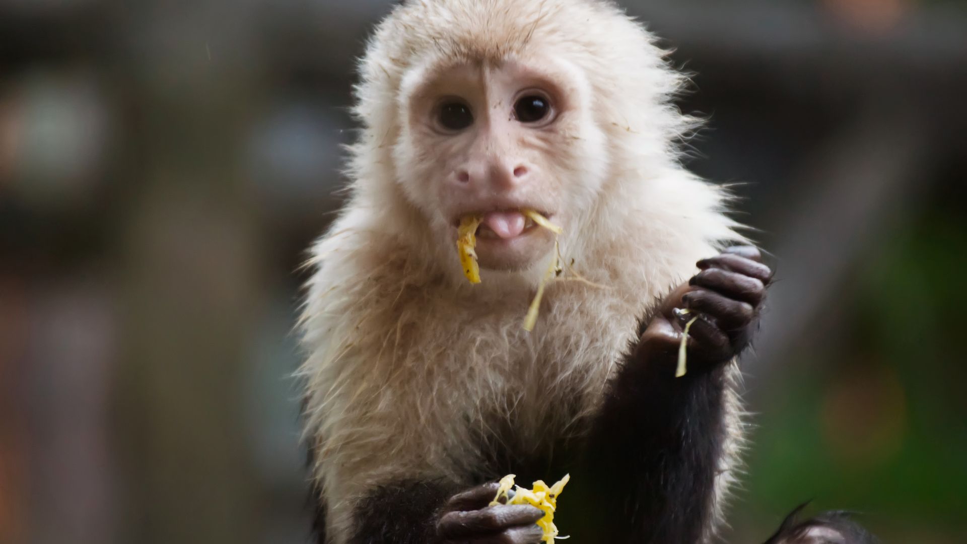Die Tierwelt im Nationalpark Manuel Antonio.