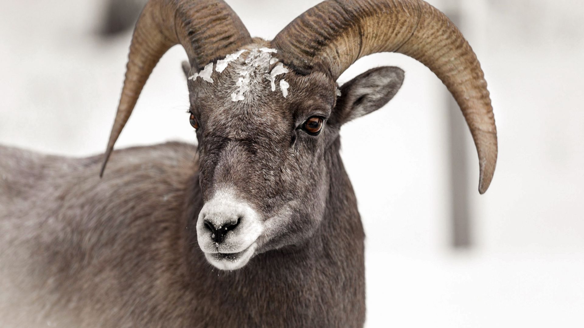 Alors que l’hiver approche, des mouflons à cornes migrent vers le sanctuaire de basse altitude du National Elk Refuge à Jackson.