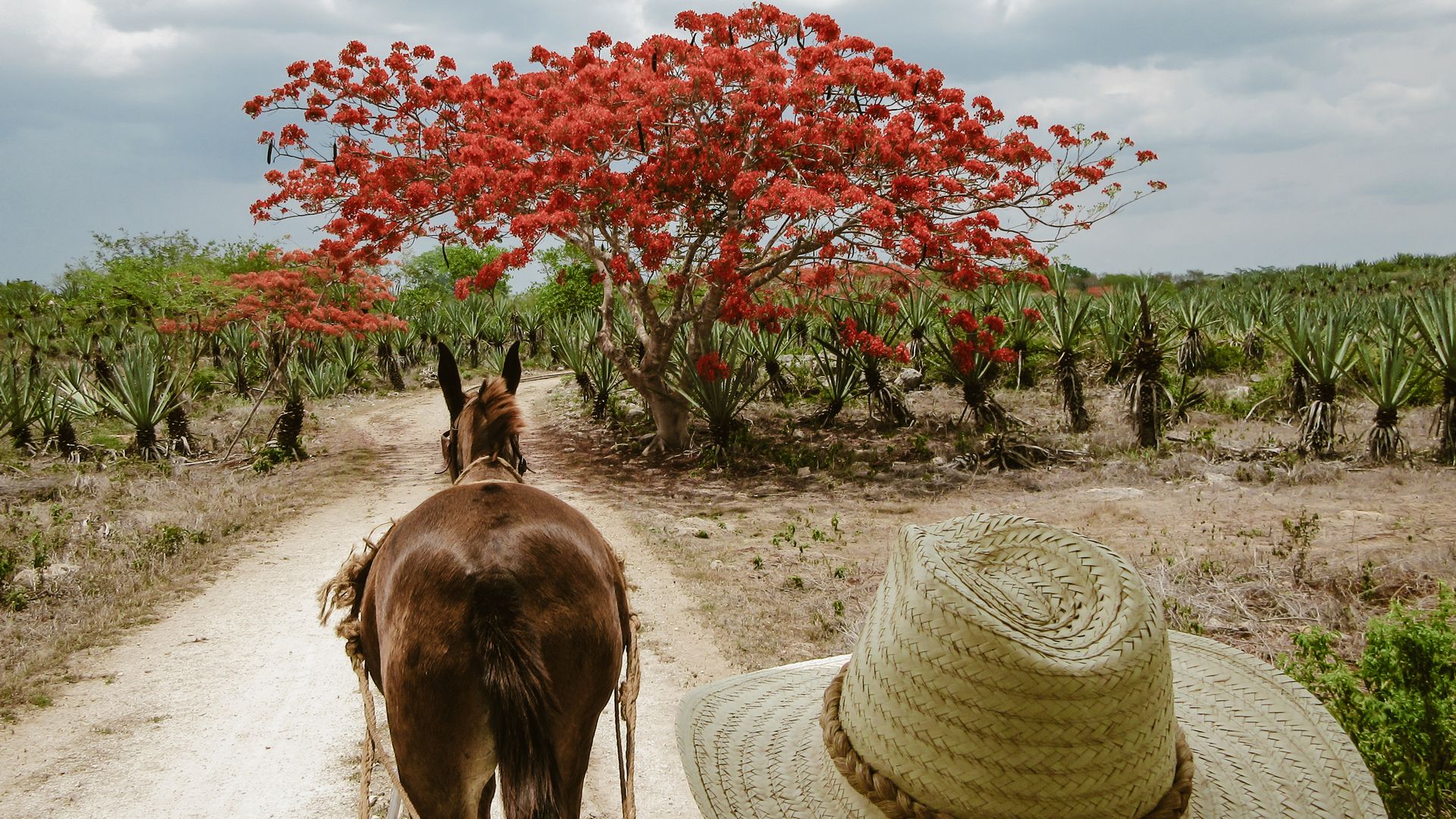 Auf der Hacienda Sotuta de Peón