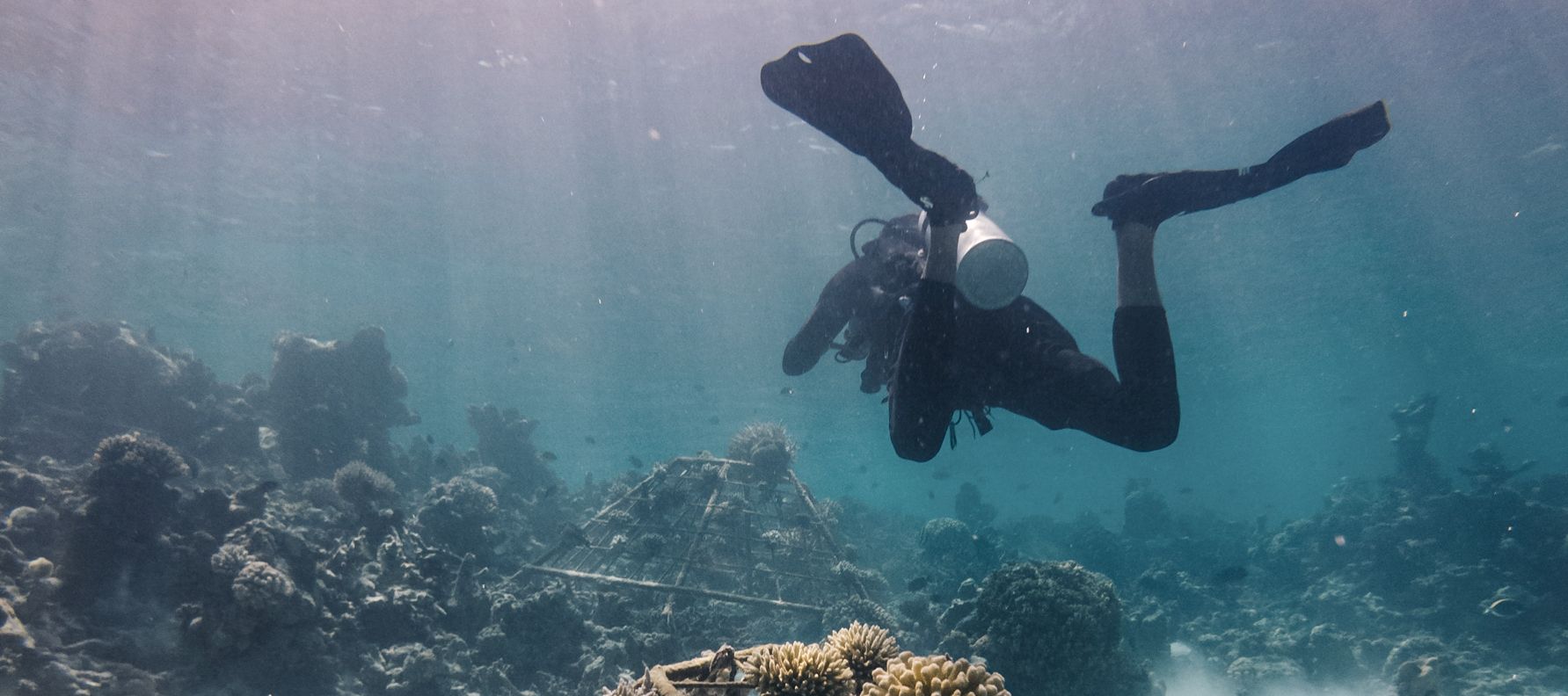 Reconstitution des récifs coralliens