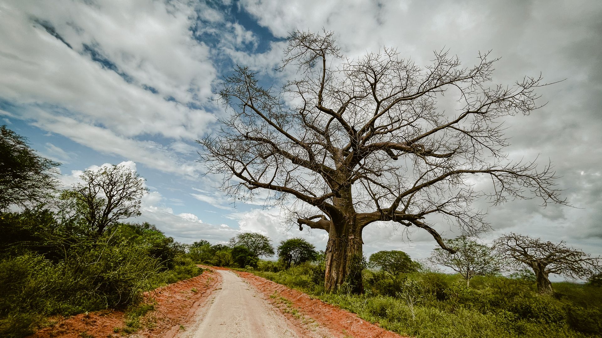 Ein mächtiger Baobab (oder Affenbrotbaum) im Tsavo-West-Nationalpark