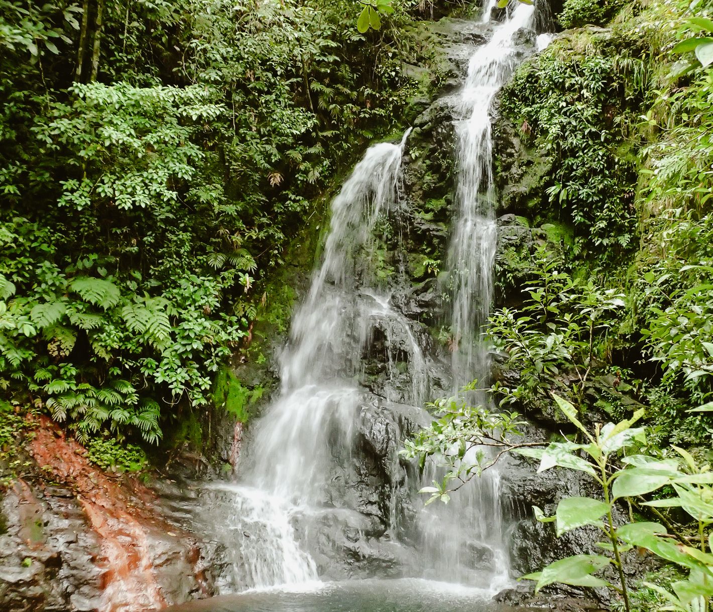 La grande bande de forêt tropicale du Cockscomb Basin Wildlife Sanctuary est devenue le premier sanctuaire de jaguars au monde en 1984.