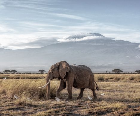 D’immenses marécages créent au coeur du parc Amboseli de véritables oasis de vie