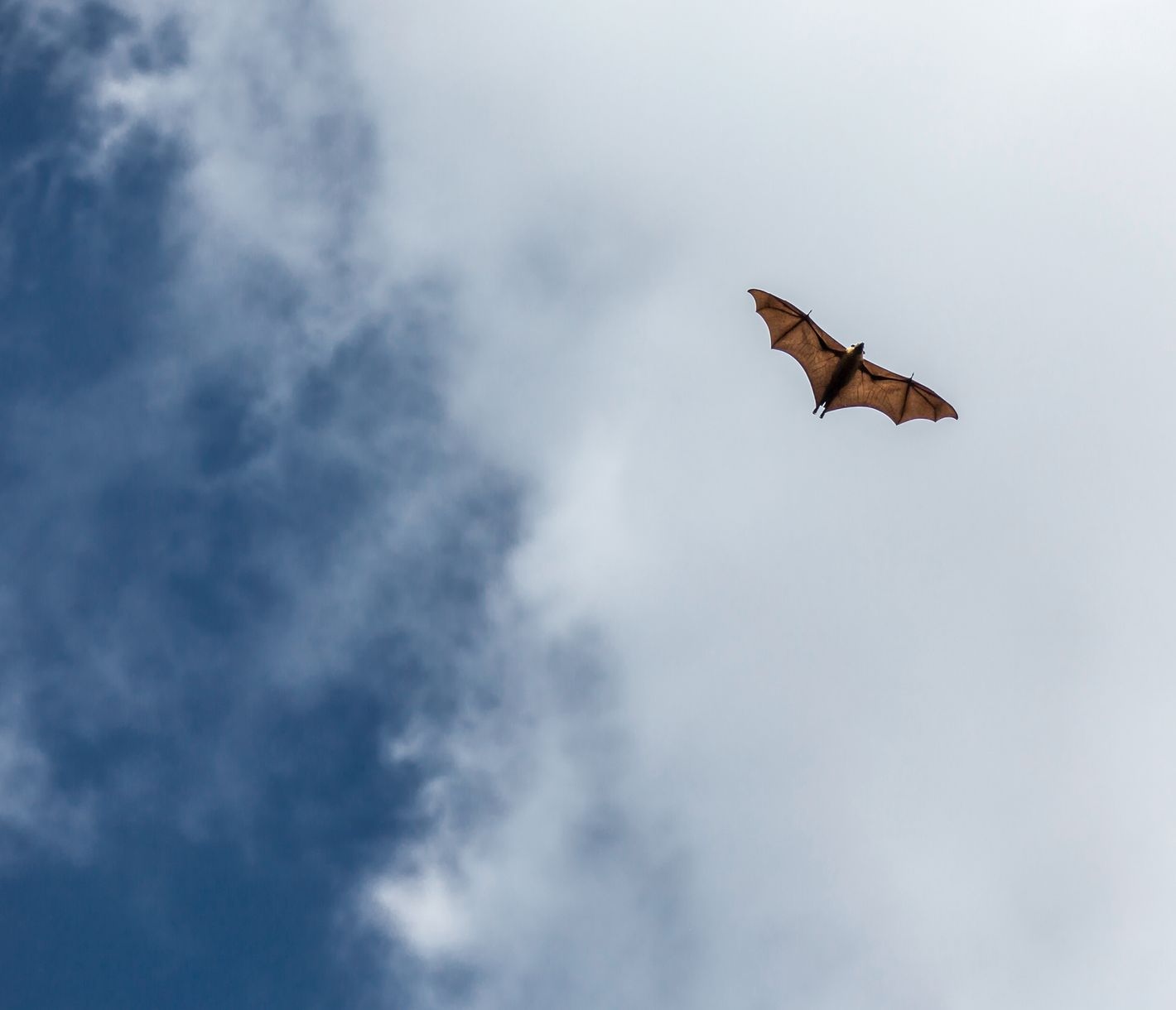Ein Seychellen-Flughund fliegt hoch am Himmel.
