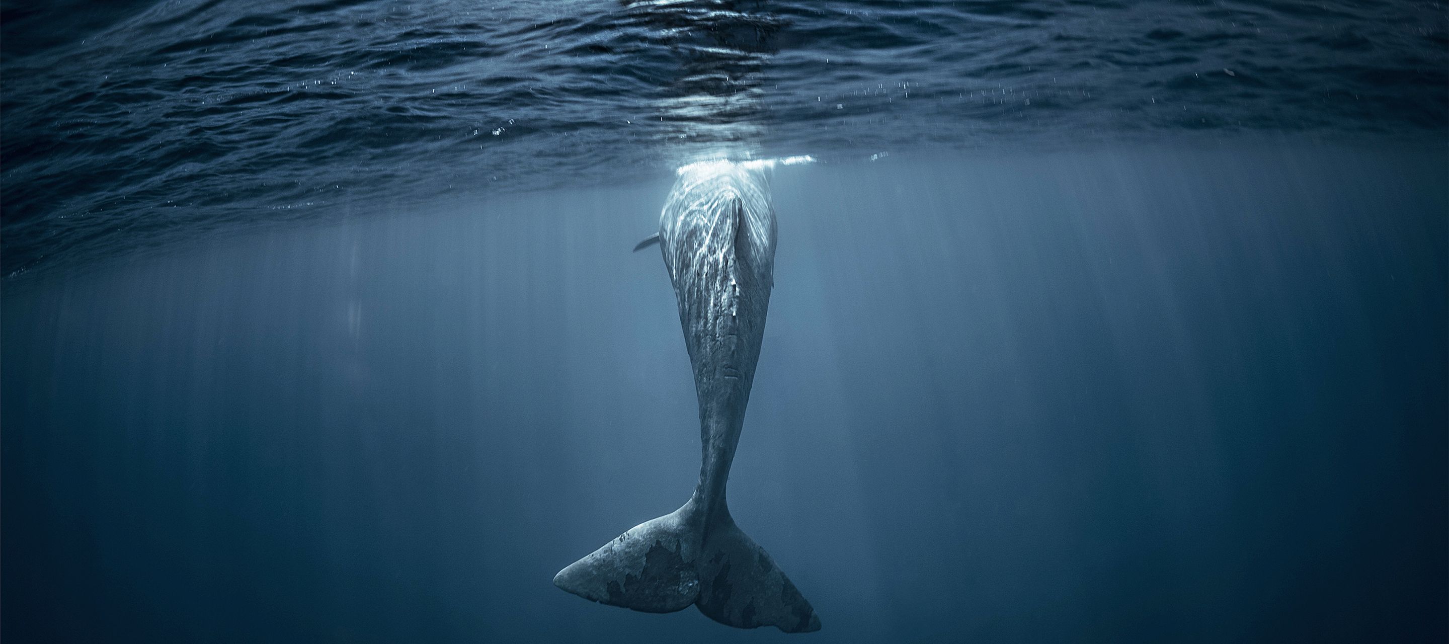 Pottwal vor den Azoren