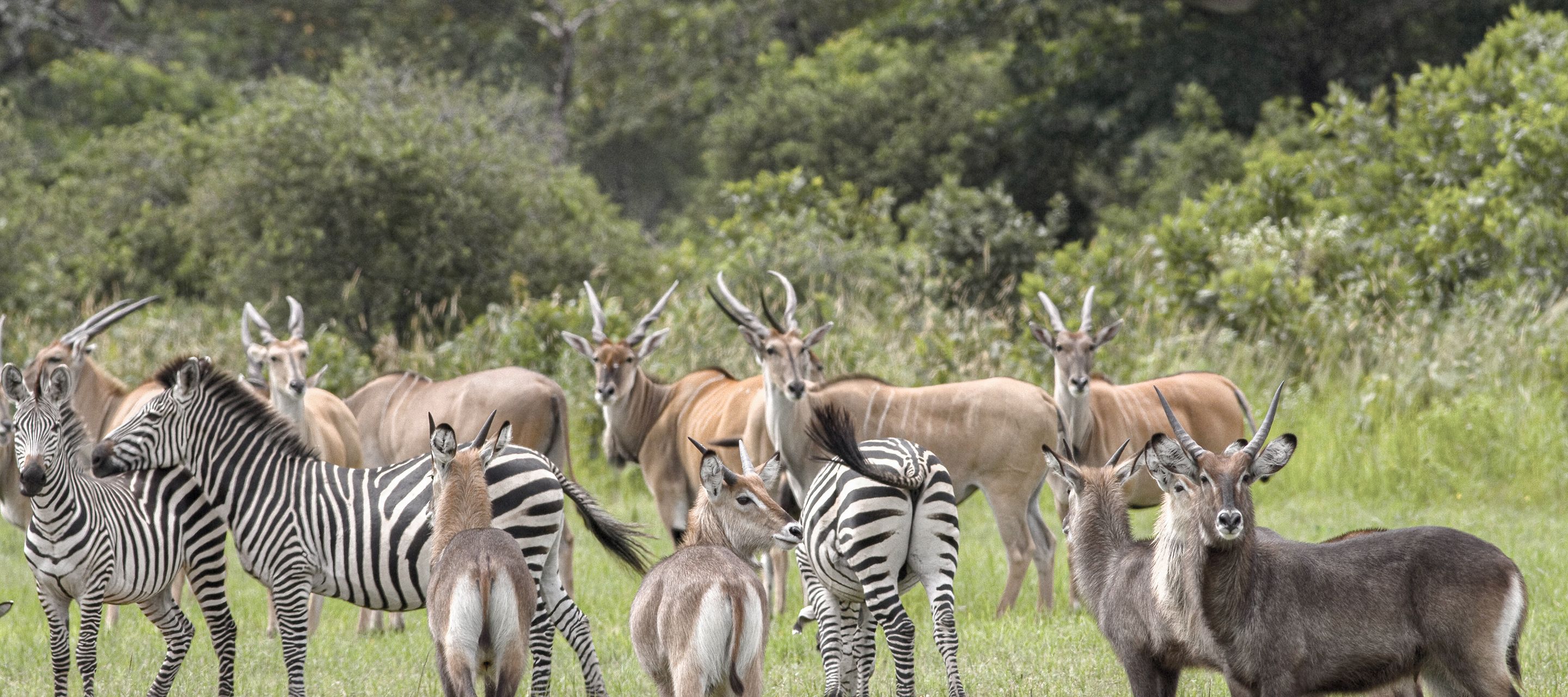 Verschiedene Pflanzenfresser im abgelegenen Katavi-Nationalpark