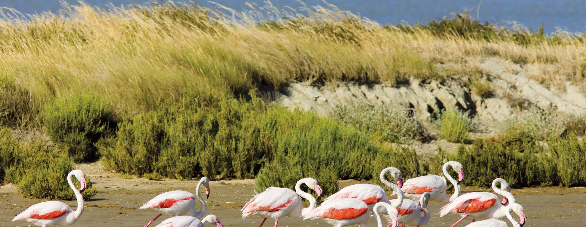 Flamingos in der Camargue - Frankreich