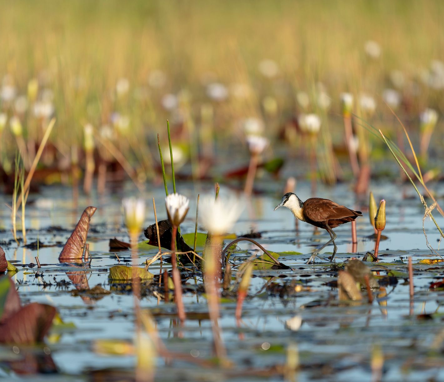 L’Okavango, le plus grand delta intérieur au monde, forme un écosystème unique avec une flore et une faune abondantes.