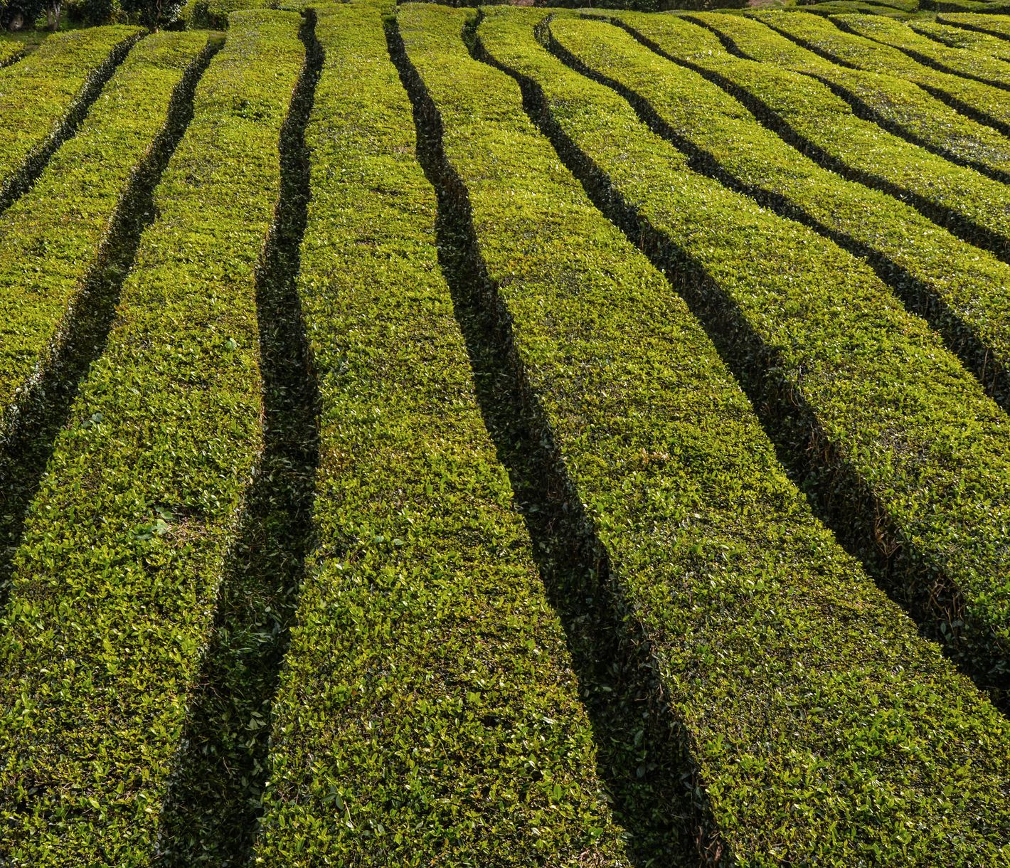 Plantagen der Teefabrik Cha Gorreana an der Nordküste der Insel São Miguel, Azoren