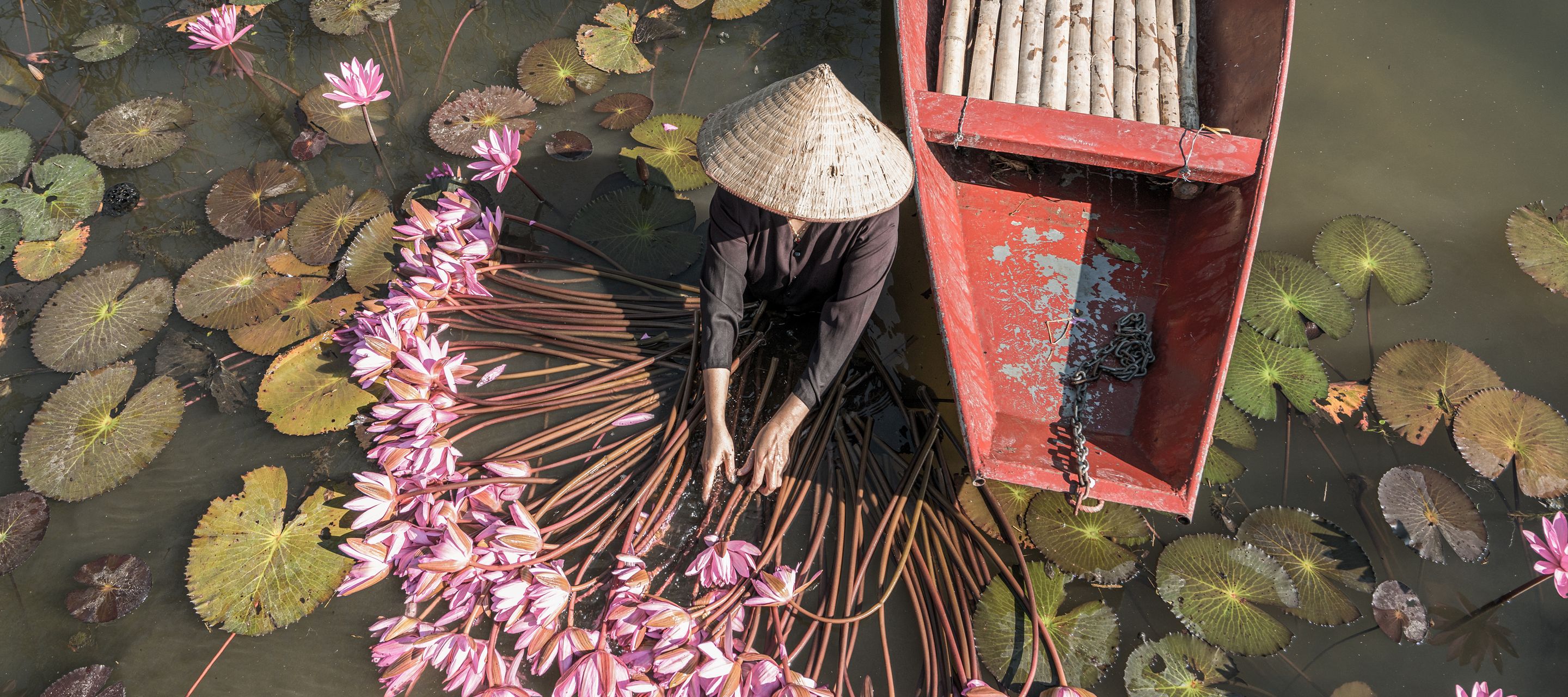 Auf dem Yen-Fluss beim Ernten von Seerosen in Ninh Binh