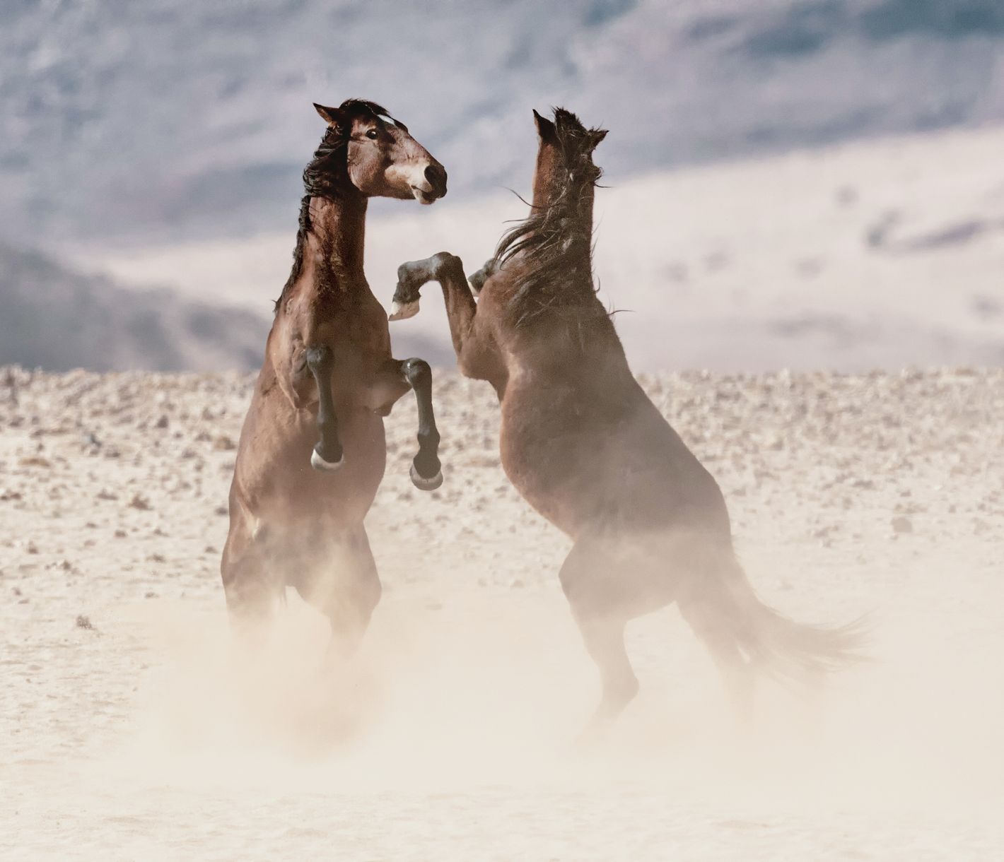Des chevaux sauvages se battent dans le désert dans la région de Garub