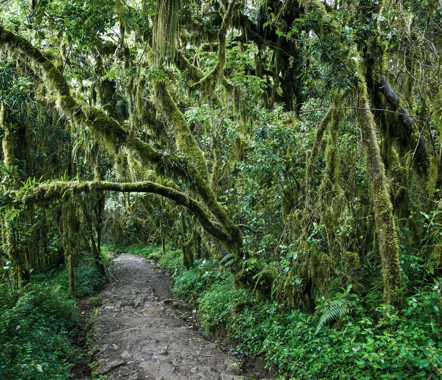 Ausgeprägter Regenwald an den unteren Ausläufern des Kilimandscharo