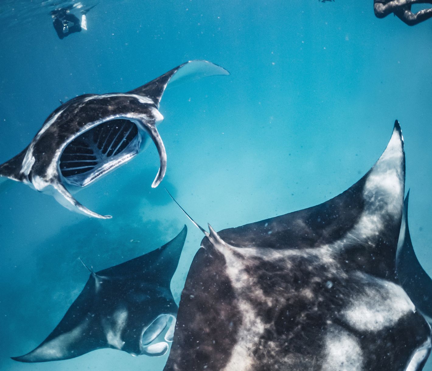 Wie sanfte Riesen gleiten Mantas durch das Wasser.