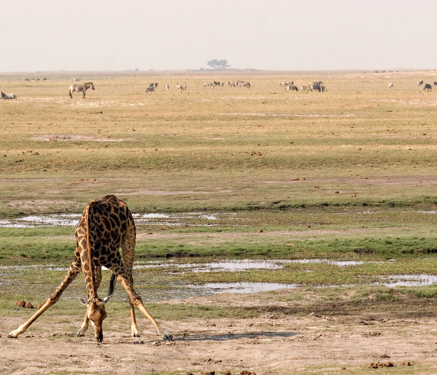 Giraffe beim Wassertrinken im Chobe-Nationalpark