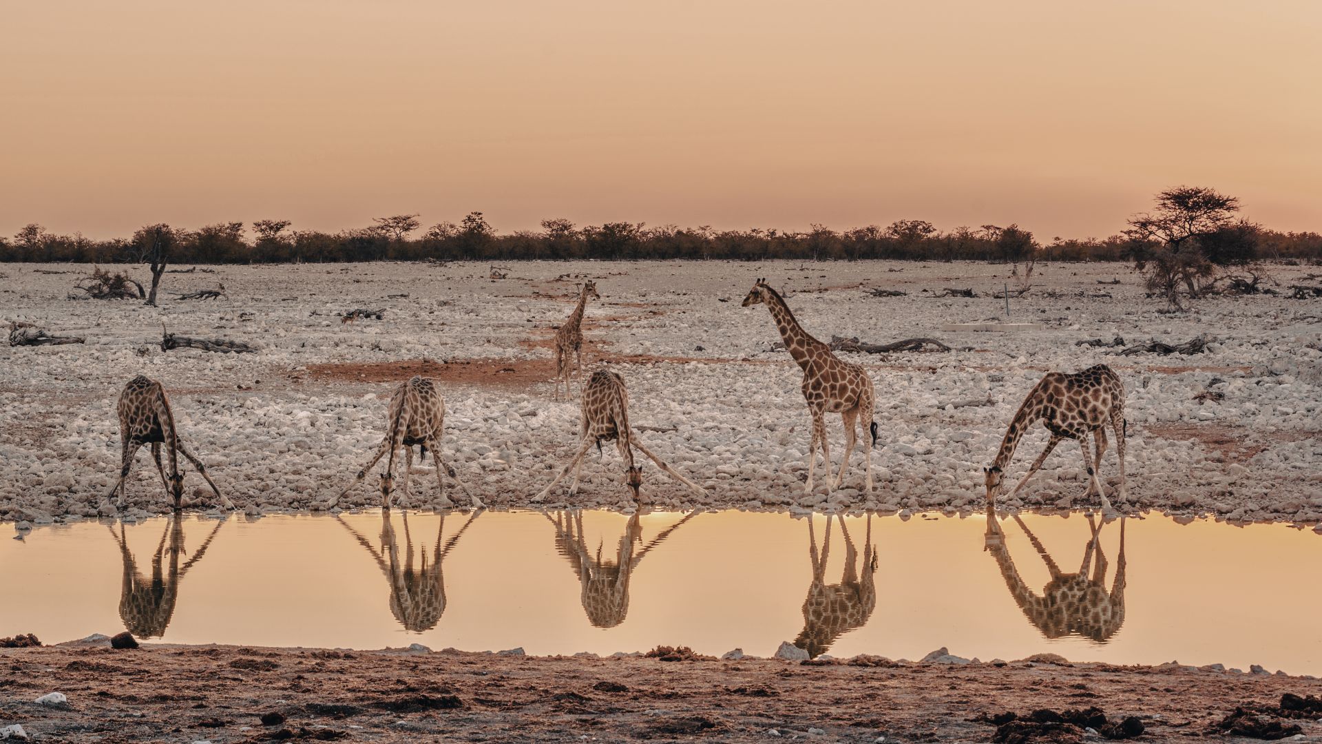 Giraffen beim Trinken an einem Wasserloch im Etosha-Nationalpark