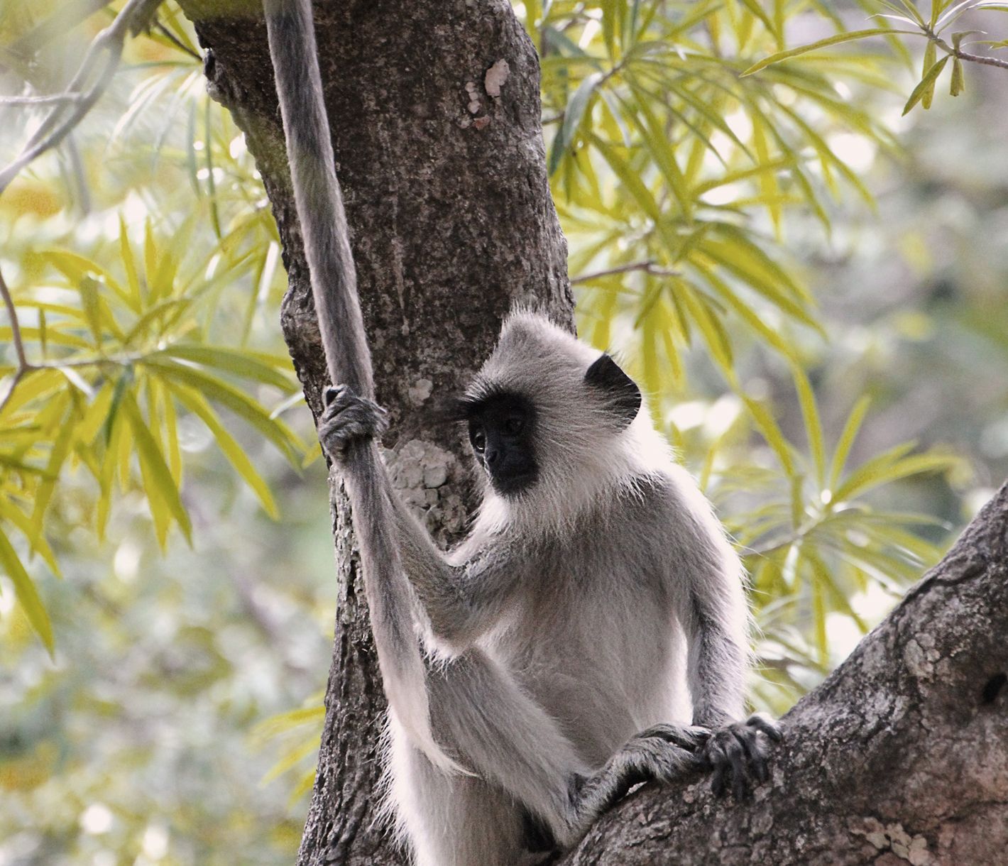Neugieriger Bewohner des Sinharaja-Waldes
