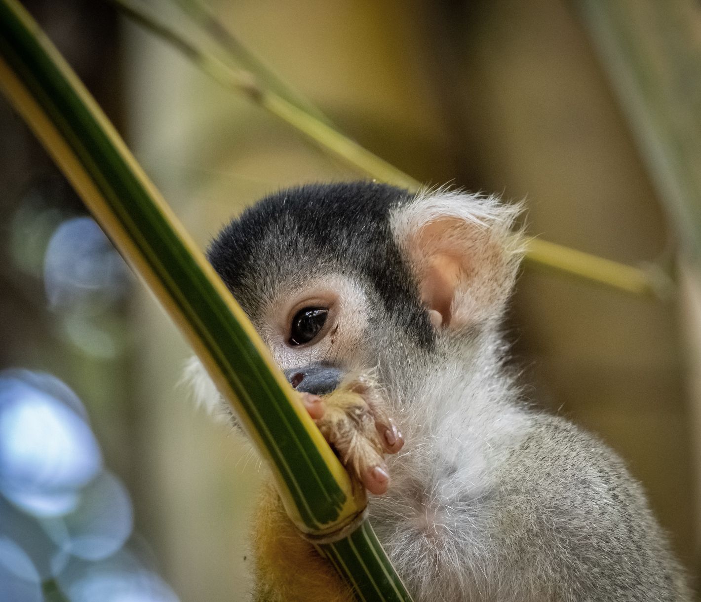 Amazonie, l’appel de la nature