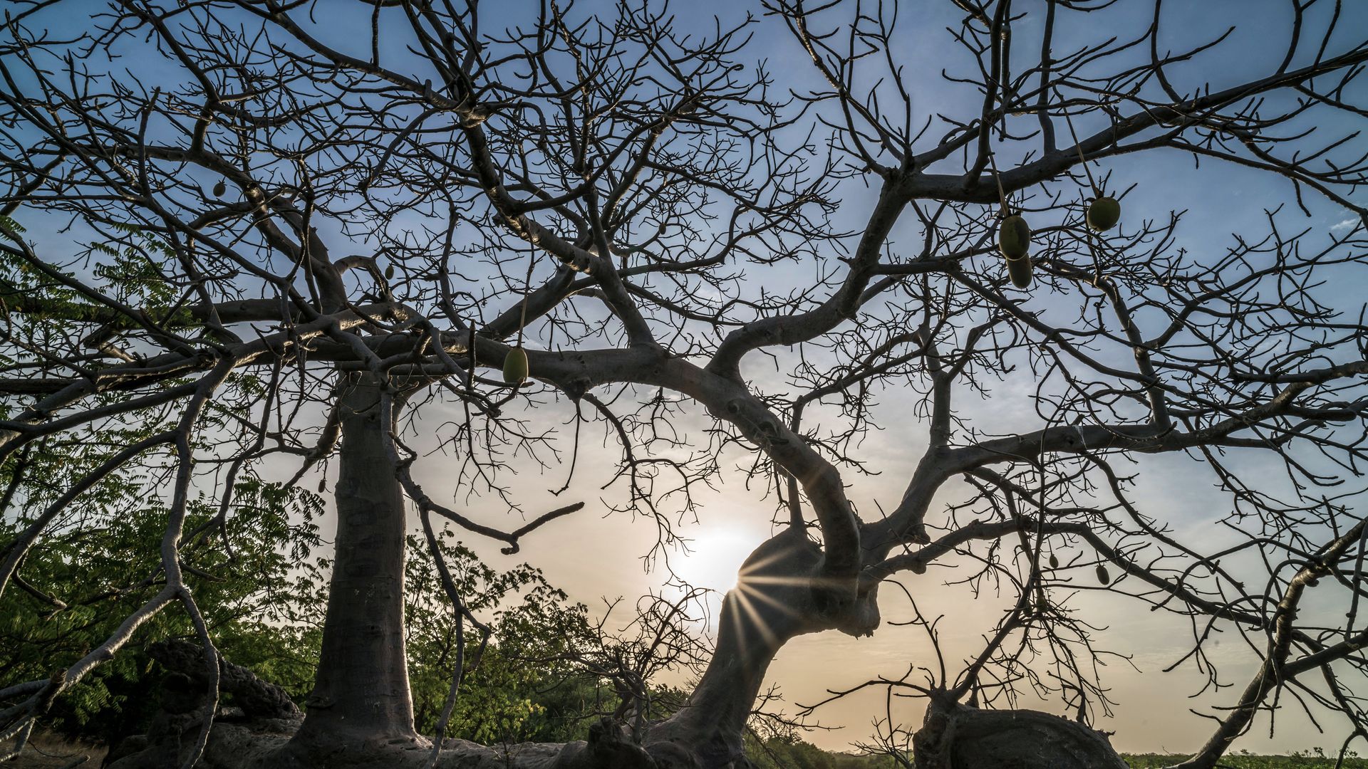 Ein Baobab im Saloum-Delta während des Sonnenaufgangs