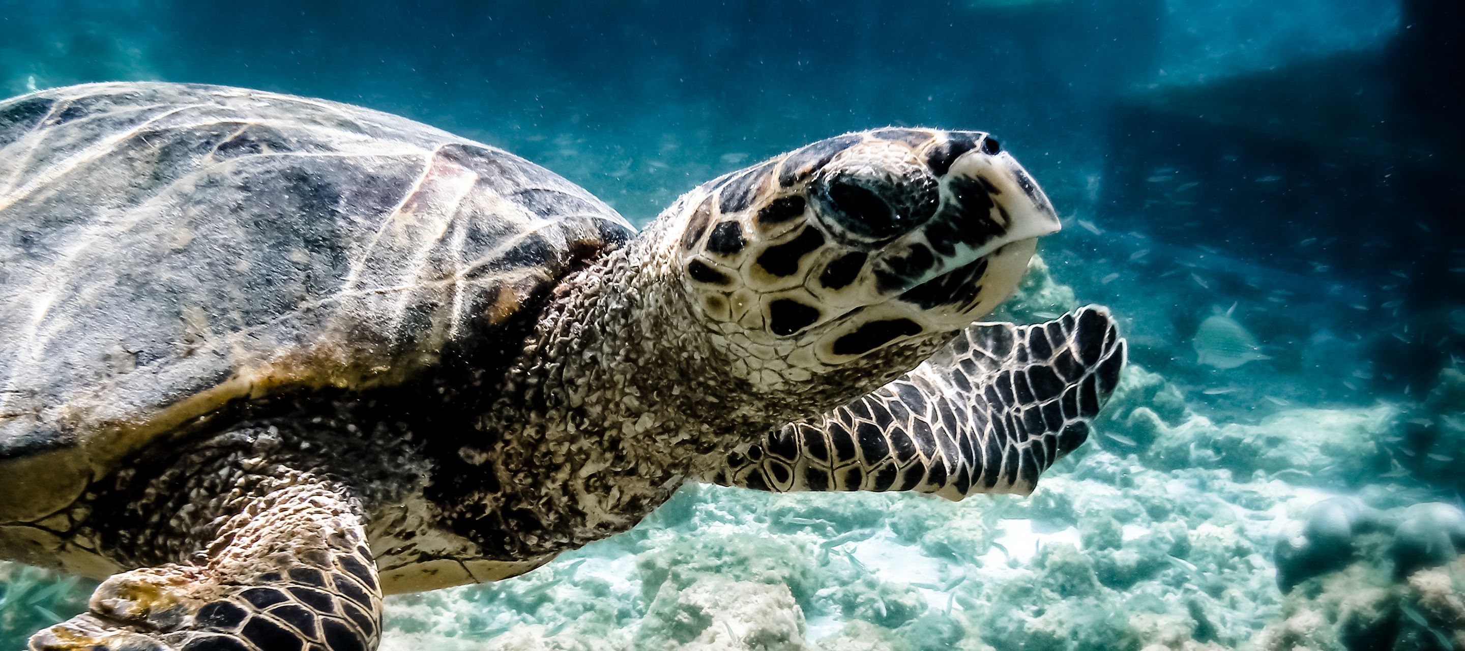 Les fascinantes tortues marines sont protégées aux Maldives