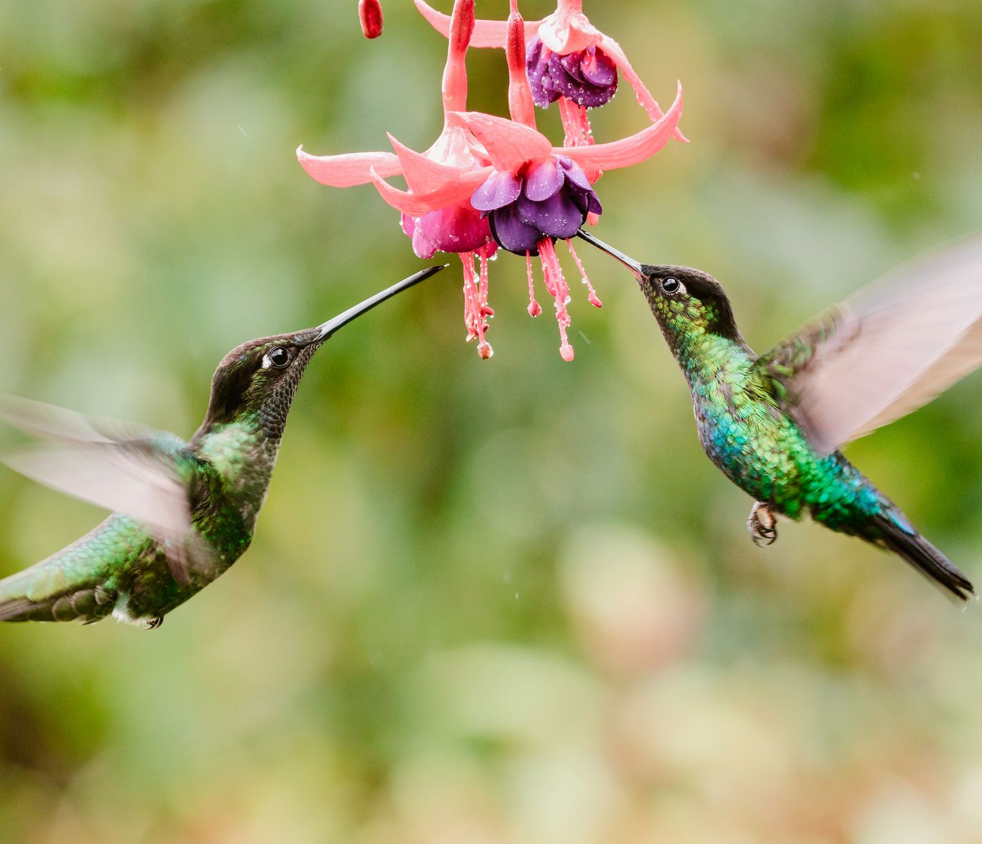 Graziöse Kolibris bei der Futteraufnahme