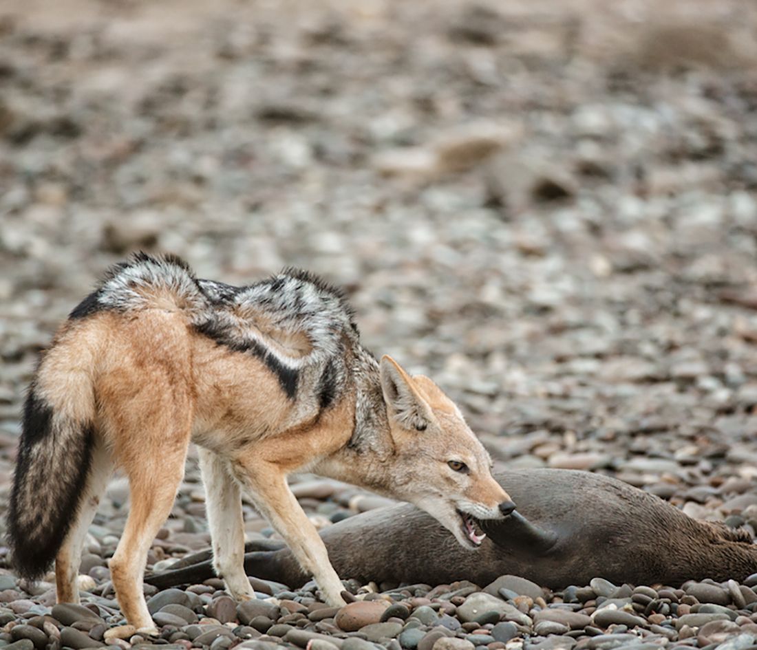 La vie est rude dans la Skeleton Coast